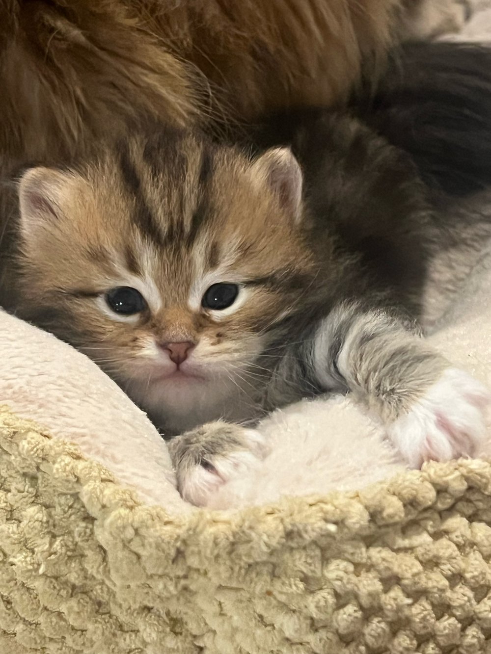 Elovite, male Siberian kitten from Mlada and Malachite’s litter E, resting in a cream basket