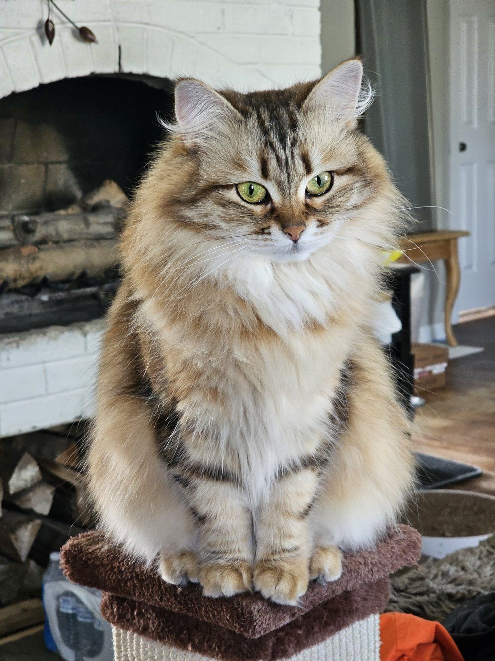 Fekla Ropalo Siberian, our bright gold and black Siberian queen