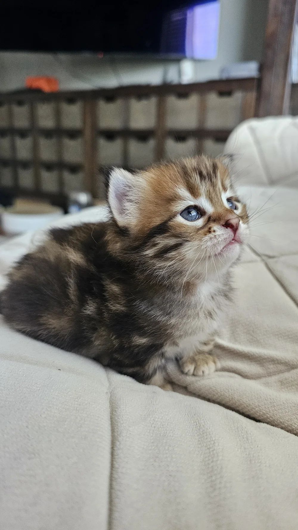 BB, male Siberian kitten from Fekla’s litter BB, sitting on a cream sofa