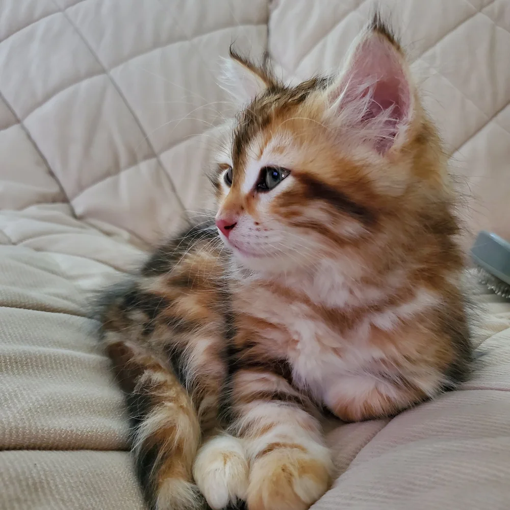 A Siberian kitten from Mlada and Malachite’s litter C, 2023