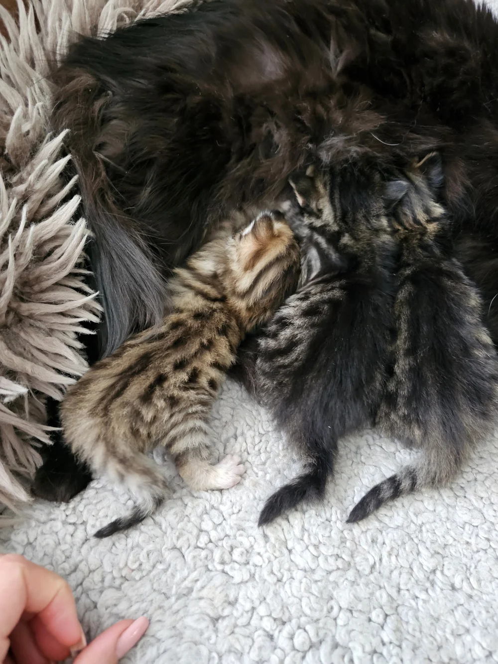 Newborn kittens from Ornella and Malachite’s litter T, nursing with Ornella
