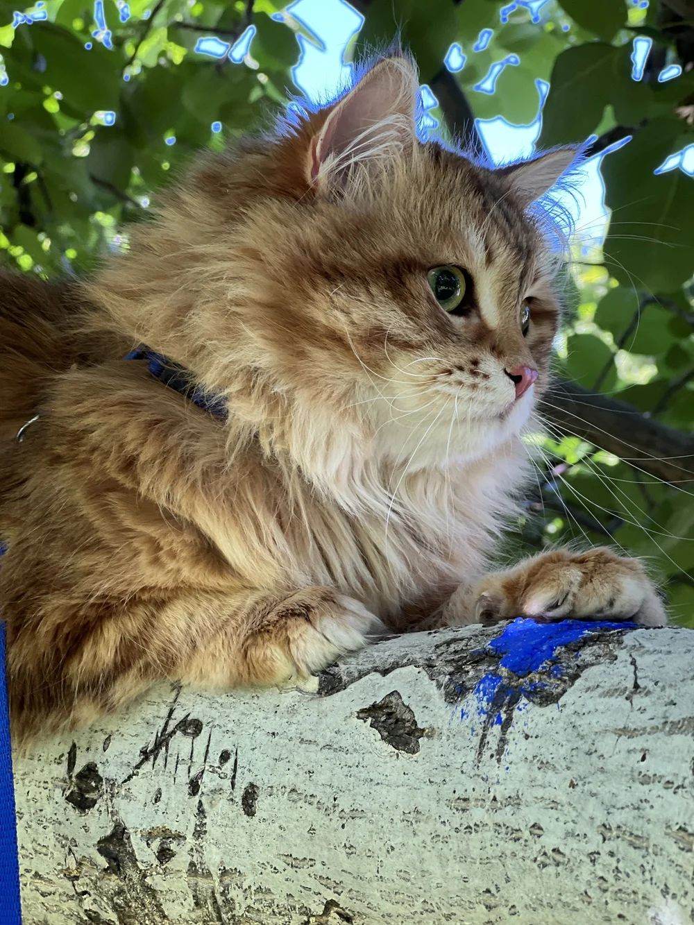 Malachite Crown of Siberia, our golden black blotched Siberian king, outdoors