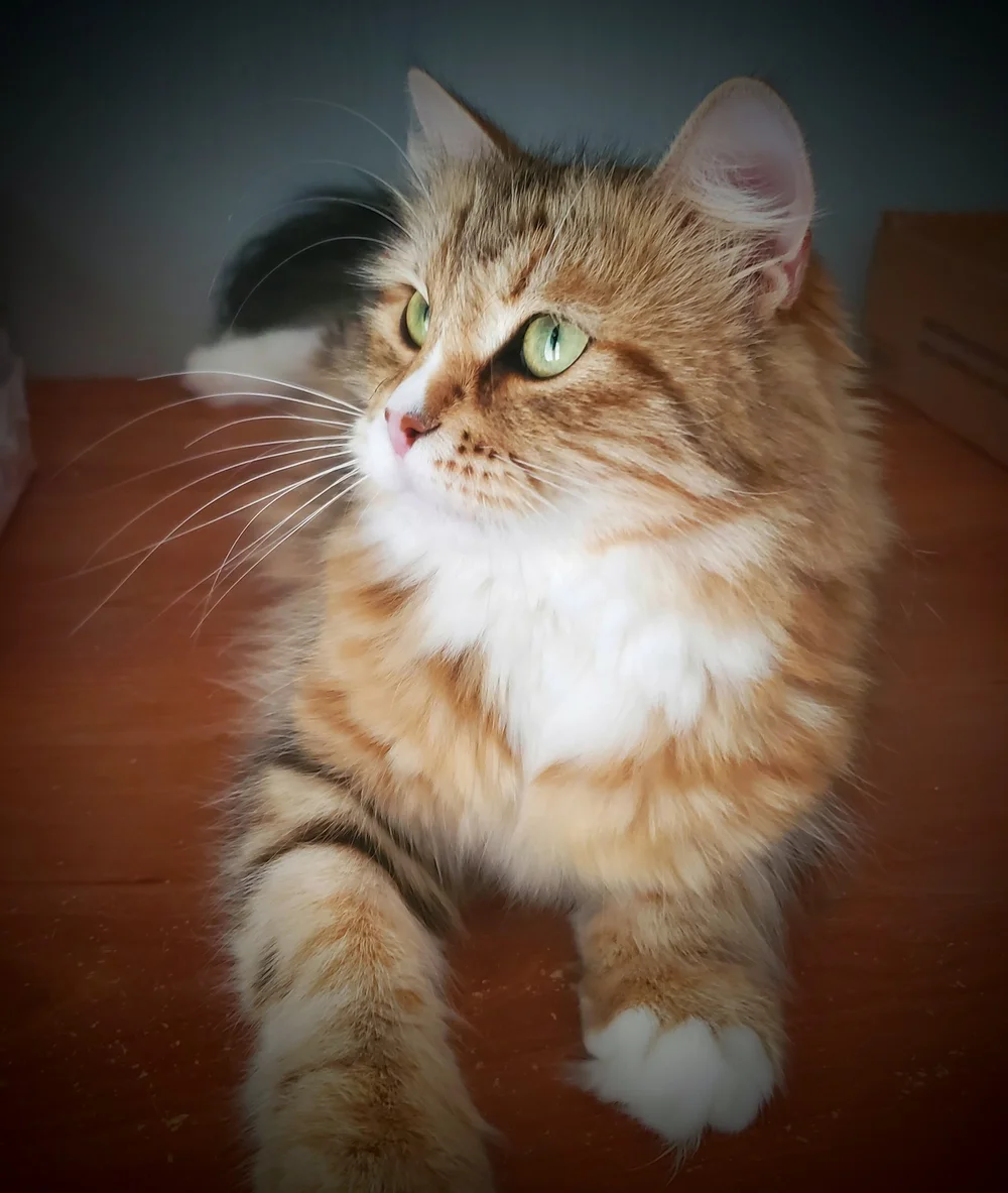 Mlada Spark Heart, our gold, black and white Siberian queen