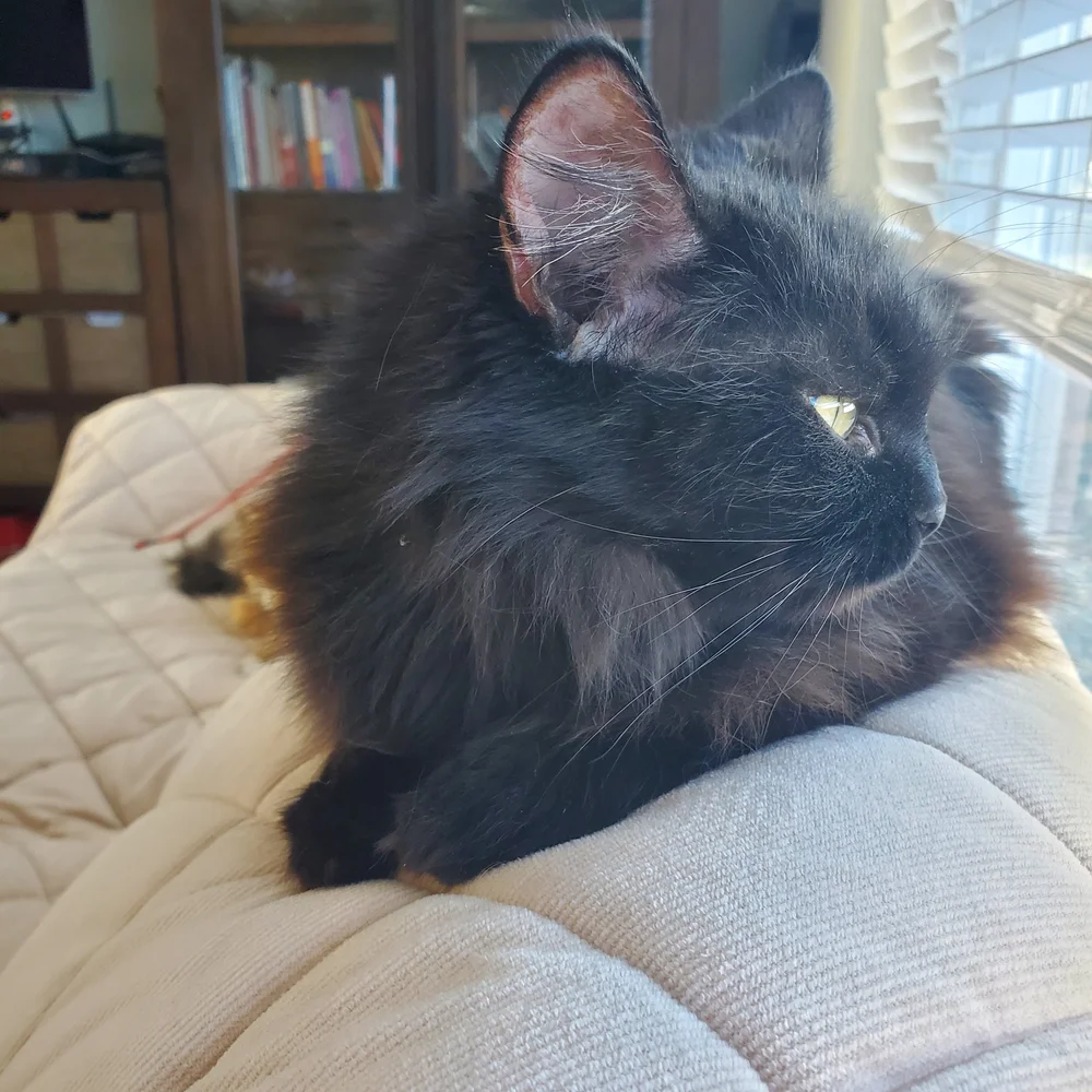 Ornella Crown of Siberia, our black with brown marble Siberian queen